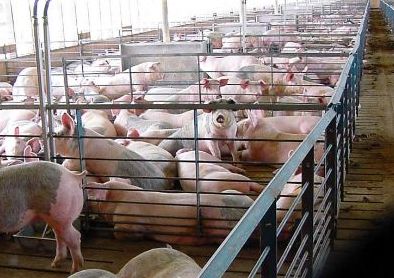 Стабилизация свиного навоза методом анаэробного сбраживания